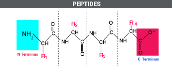 what are peptides